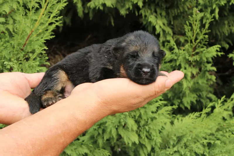 Chiot, Berger allemand, élevage De l'Hacienda del Matador