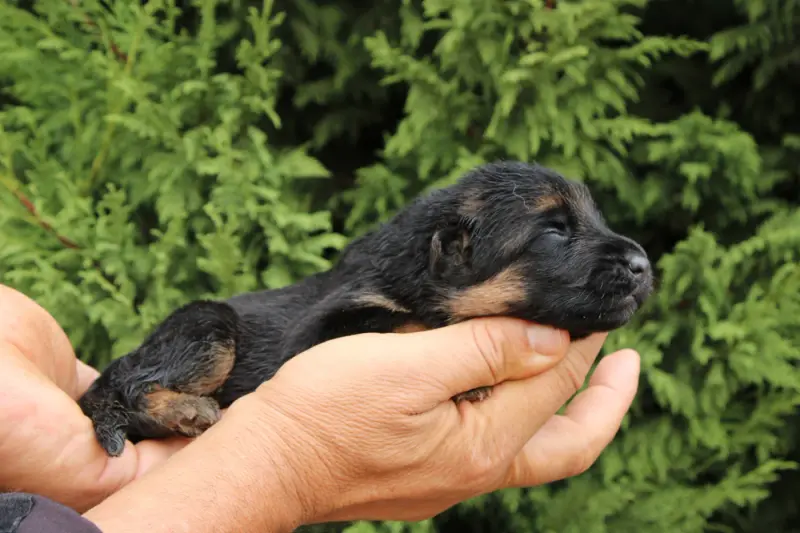 Bella, Berger allemand, élevage De l'Hacienda del Matador