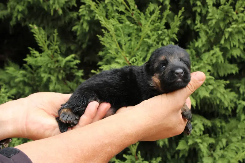 Chiot, Berger allemand, élevage De l'Hacienda del Matador