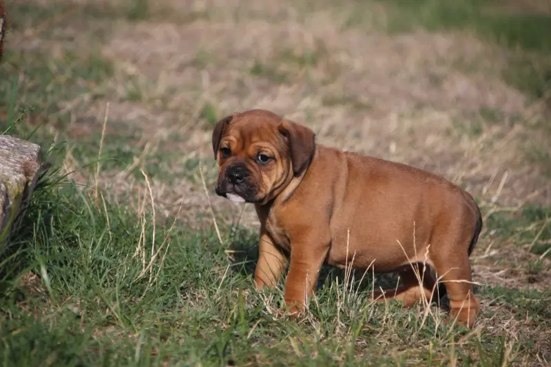 Portée de Bulldog continental, élevage Des Sources Sacrees