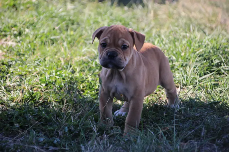 Betty, Bulldog continental, élevage Des Sources Sacrees