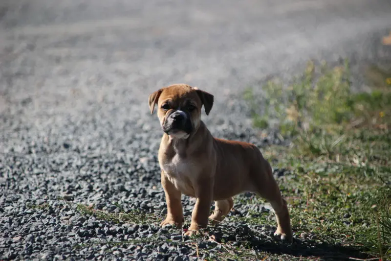 Boutchou, Bulldog continental, élevage Des Sources Sacrees