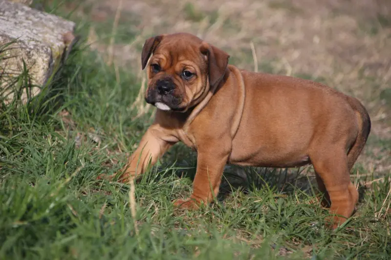 Portée de Bulldog continental, élevage Des Sources Sacrees