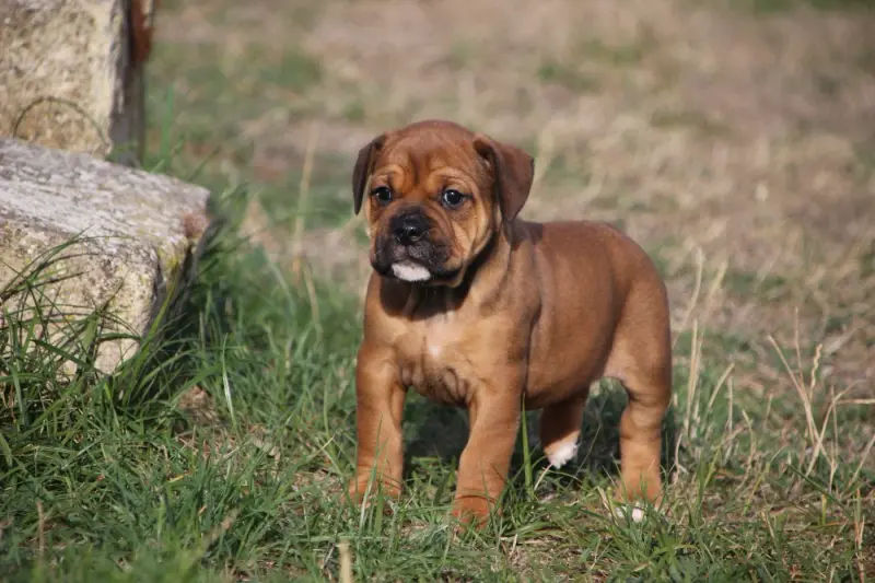 Portée de Bulldog continental, élevage Des Sources Sacrees