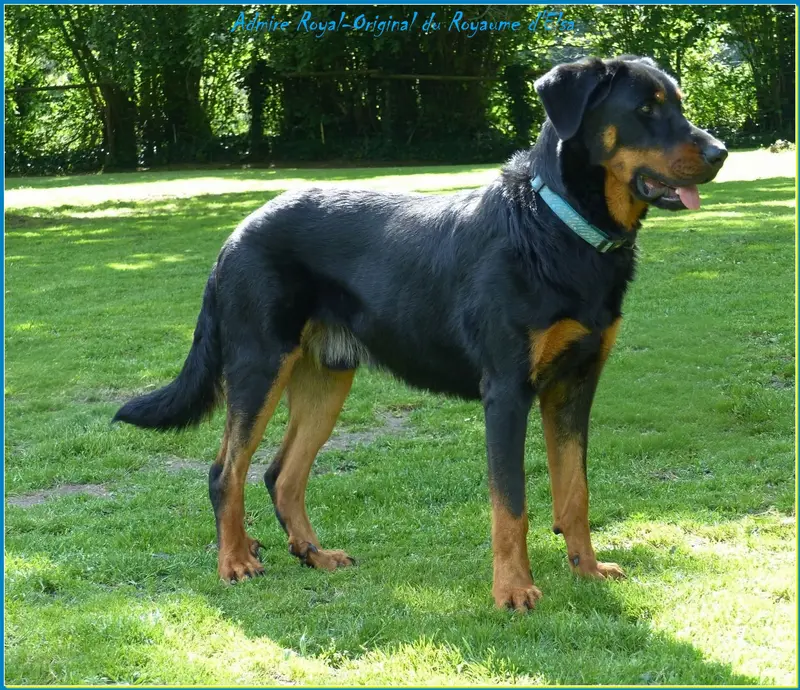 Père de la portée de Beauceron, élevage Du Royaume d'Elsa