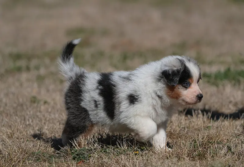 Bucky, Berger australien, élevage Du Sanctuaire des Erinnyes