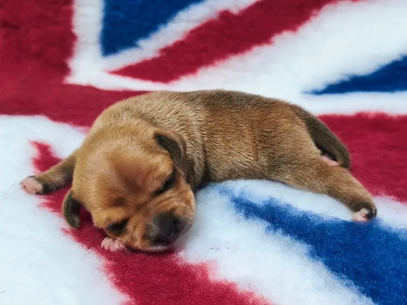 Femelle fauve, Staffordshire bull terrier, élevage Staffanatic's