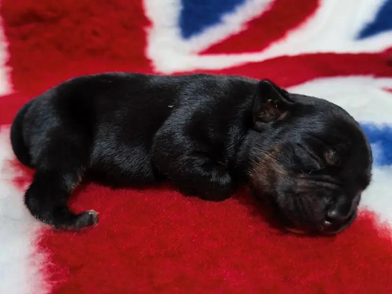 Femelle Trico, Staffordshire bull terrier, élevage Staffanatic's