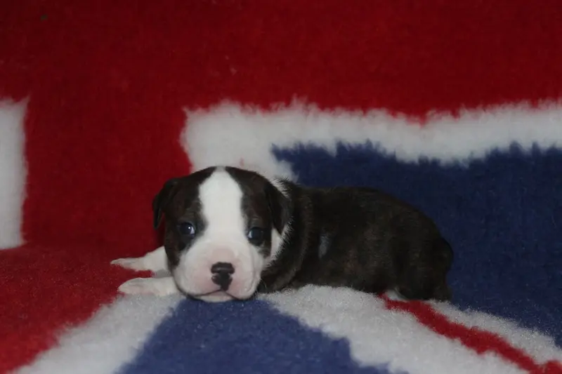 Portée de Staffordshire bull terrier, élevage Staffanatic's
