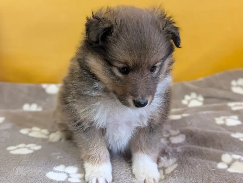 Balto Gold, Berger des Shetland, élevage Du Cedre Enchante