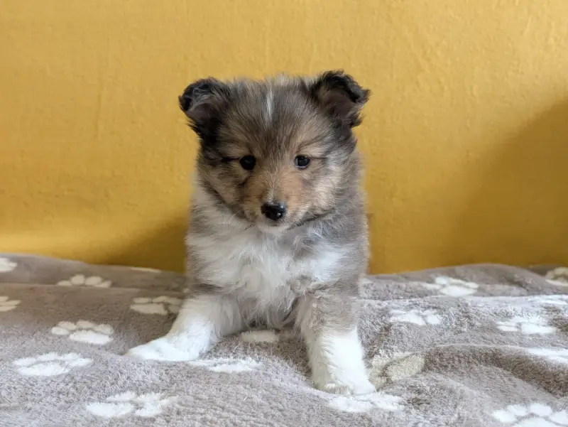 Baya gold, Berger des Shetland, élevage Du Cedre Enchante