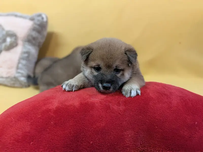 Beni( rouge en japonais )du CE, Shiba inu, élevage Du Cedre Enchante