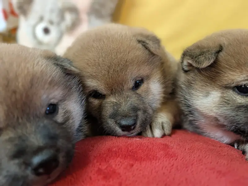 Bounty coco du CE, Shiba inu, élevage Du Cedre Enchante
