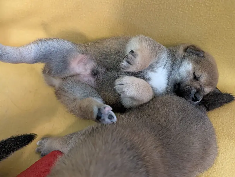Benji d or du Cèdre Enchanté, Shiba inu, élevage Du Cedre Enchante
