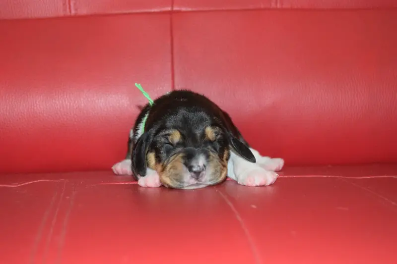 Daisy Femelle collier vert, Beagle, élevage Bcbg Belle Carrure Belle Gueule