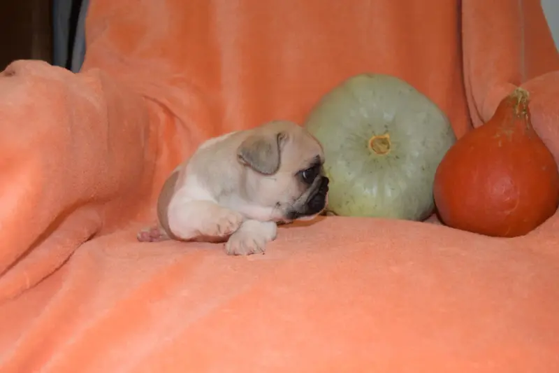 Portée de Bouledogue français, élevage Bcbg Belle Carrure Belle Gueule