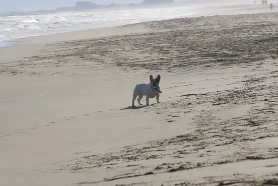 Portée de Bouledogue français, élevage Bcbg Belle Carrure Belle Gueule