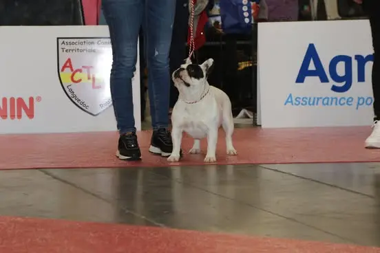 Portée de Bouledogue français, élevage Bcbg Belle Carrure Belle Gueule