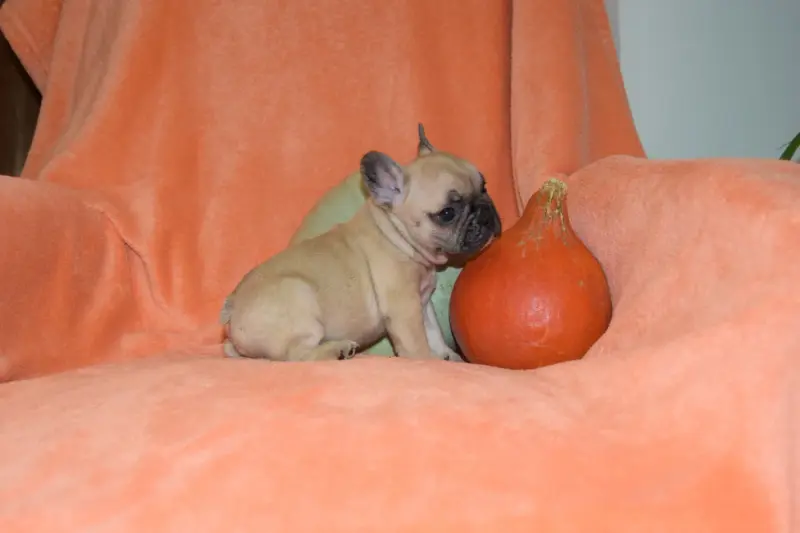 Portée de Bouledogue français, élevage Bcbg Belle Carrure Belle Gueule