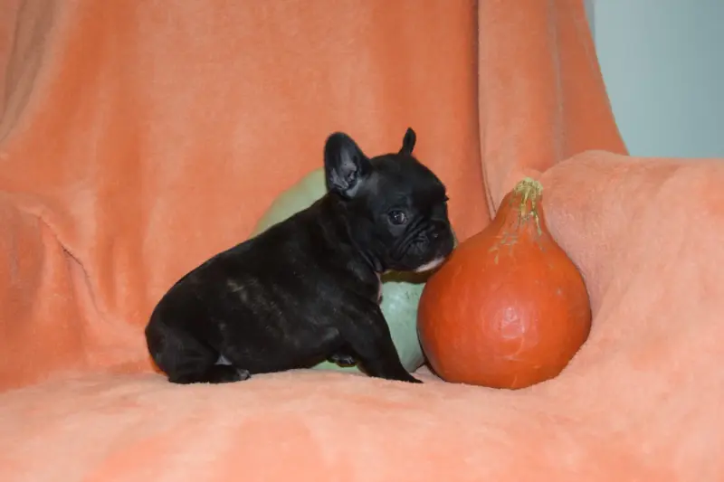 Portée de Bouledogue français, élevage Bcbg Belle Carrure Belle Gueule
