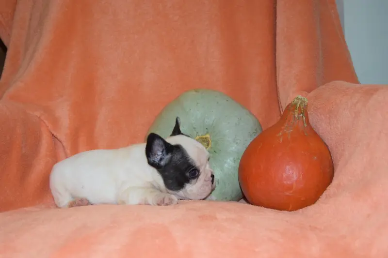 Portée de Bouledogue français, élevage Bcbg Belle Carrure Belle Gueule