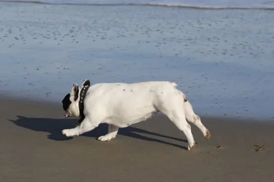 Portée de Bouledogue français, élevage Bcbg Belle Carrure Belle Gueule