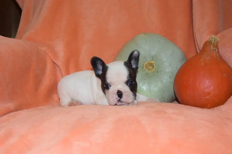 Boston Mâle caille + blanc, Bouledogue français, élevage Bcbg Belle Carrure Belle Gueule