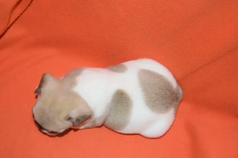 Portée de Bouledogue français, élevage Bcbg Belle Carrure Belle Gueule