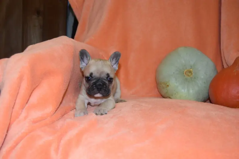 Portée de Bouledogue français, élevage Bcbg Belle Carrure Belle Gueule