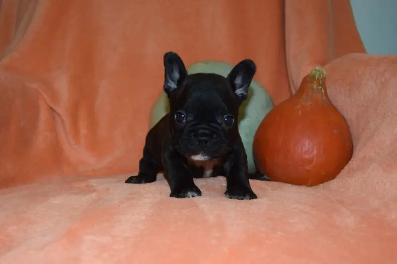 Mâle bringé, Bouledogue français, élevage Bcbg Belle Carrure Belle Gueule