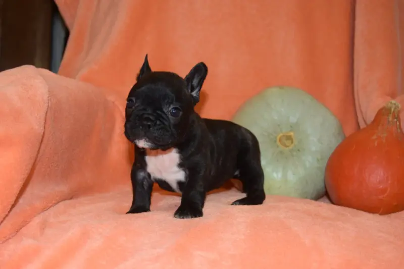 Portée de Bouledogue français, élevage Bcbg Belle Carrure Belle Gueule