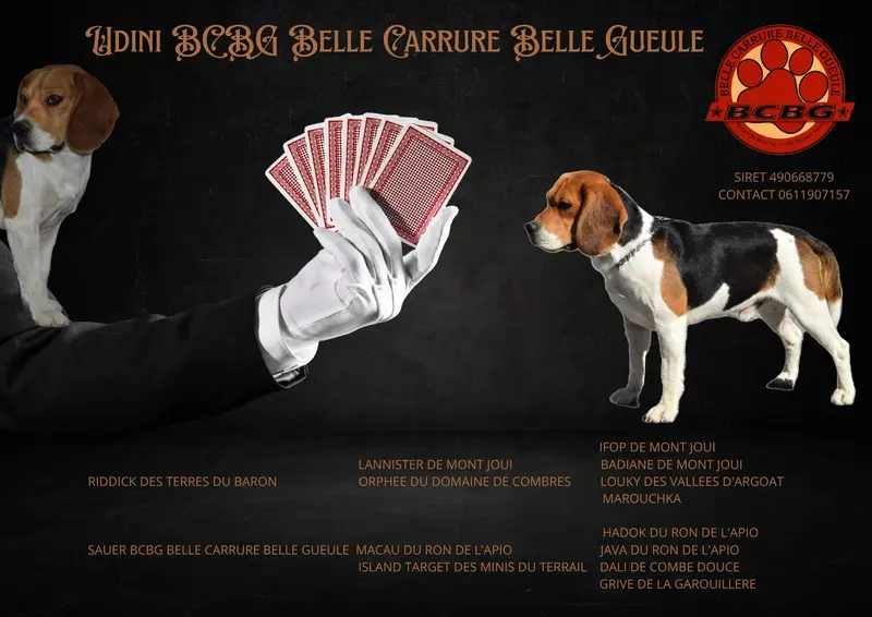 Père de la portée de Beagle, élevage Bcbg Belle Carrure Belle Gueule