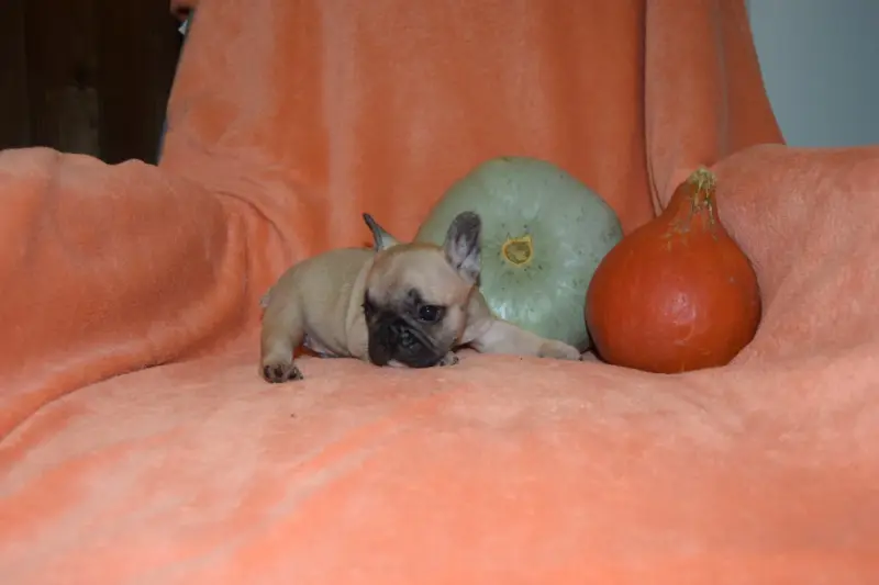 Portée de Bouledogue français, élevage Bcbg Belle Carrure Belle Gueule