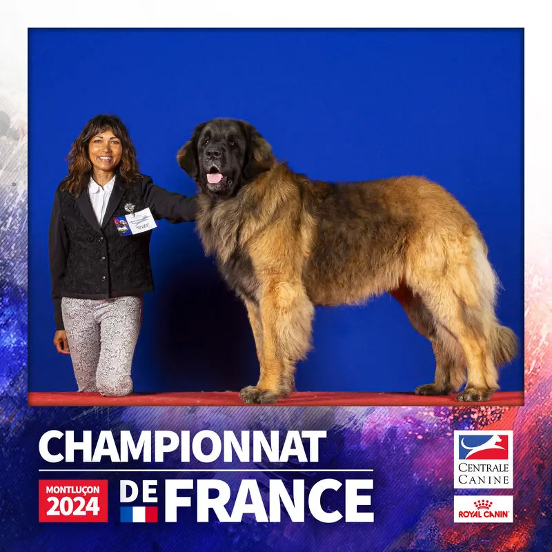 Père de la portée de Leonberger, élevage Du Bonnie Blue Flag
