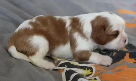 Chiot, Cavalier King Charles, élevage Du Domaine du Runneval