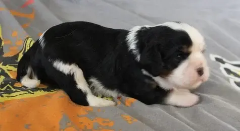 Chiot, Cavalier King Charles, élevage Du Domaine du Runneval