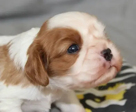 Portée de Cavalier King Charles, élevage Du Domaine du Runneval