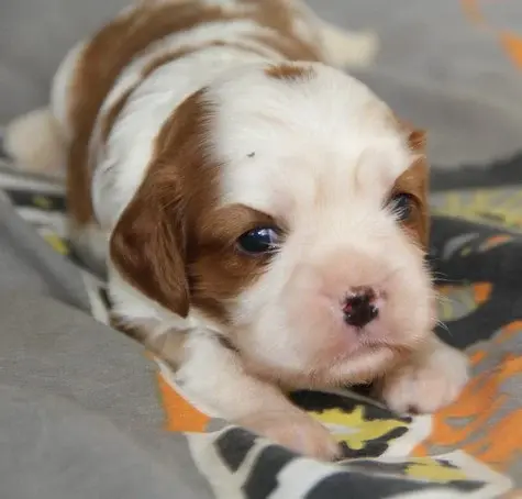 Portée de Cavalier King Charles, élevage Du Domaine du Runneval