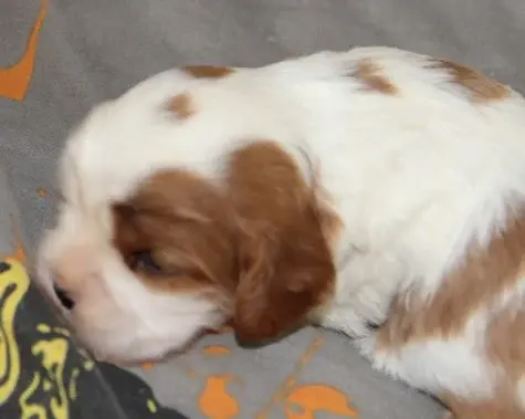 Portée de Cavalier King Charles, élevage Du Domaine du Runneval