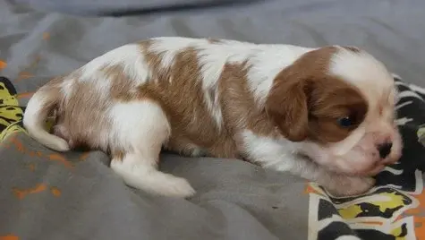 Chiot, Cavalier King Charles, élevage Du Domaine du Runneval