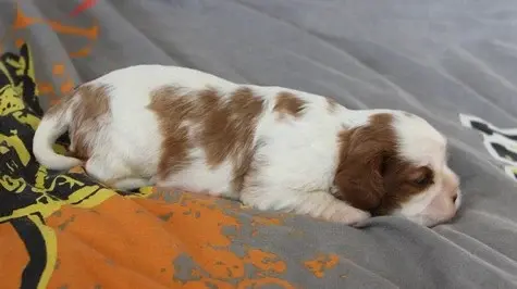 Chiot, Cavalier King Charles, élevage Du Domaine du Runneval