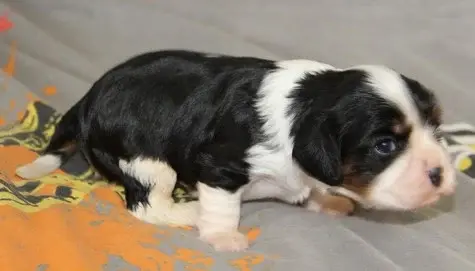 Chiot, Cavalier King Charles, élevage Du Domaine du Runneval
