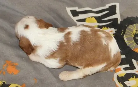 Portée de Cavalier King Charles, élevage Du Domaine du Runneval