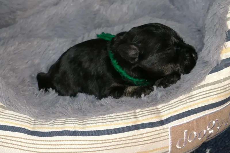 Portée de Schnauzer nain, élevage Des Iris Bleus