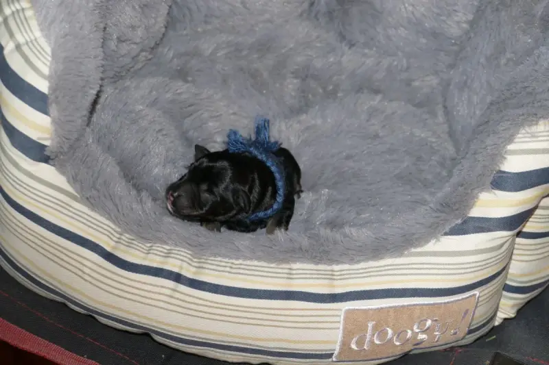 Portée de Schnauzer nain, élevage Des Iris Bleus