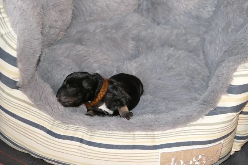 Portée de Schnauzer nain, élevage Des Iris Bleus