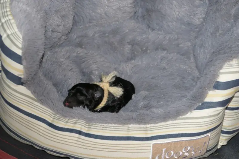 Belharra, Schnauzer nain, élevage Des Iris Bleus