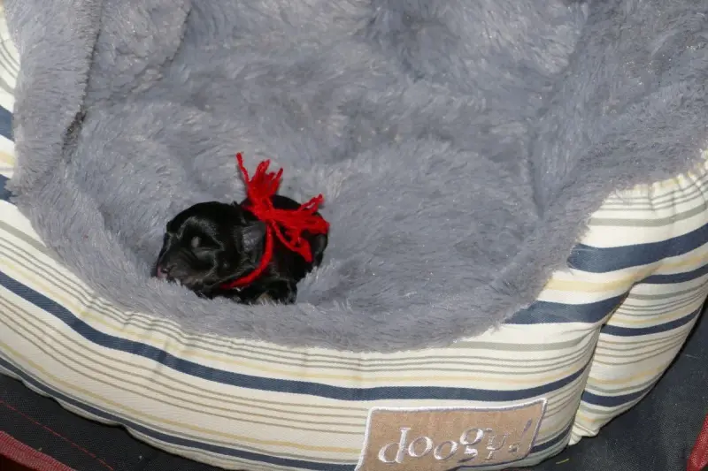 Billie Rose, Schnauzer nain, élevage Des Iris Bleus