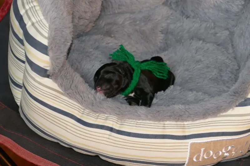 Bretzel, Schnauzer nain, élevage Des Iris Bleus