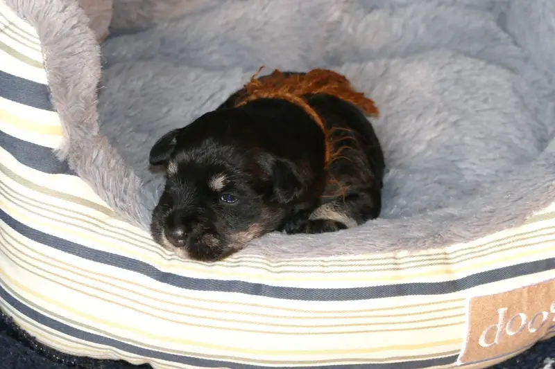 Portée de Schnauzer nain, élevage Des Iris Bleus